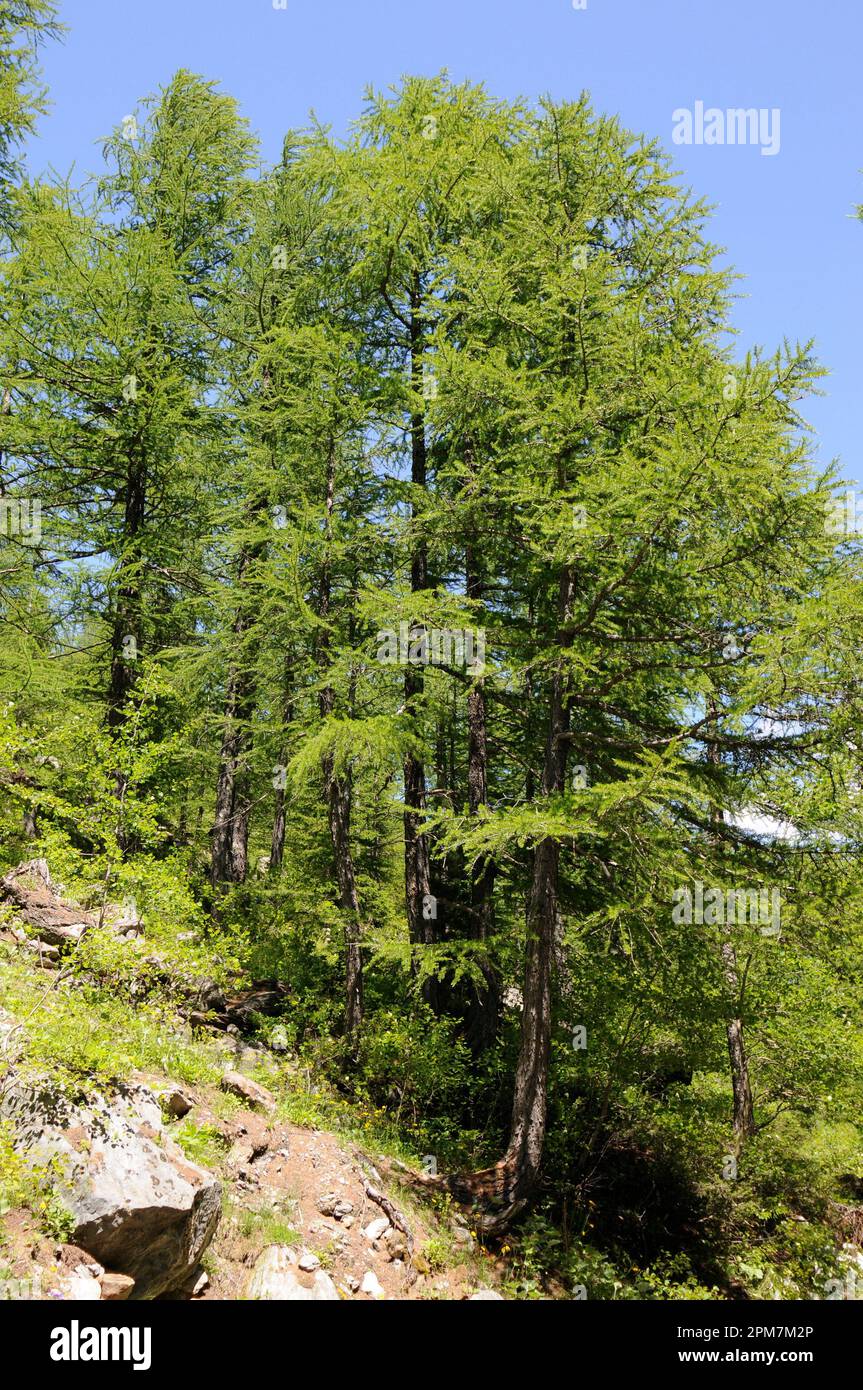 European larch (Larix decidua) is a deciduous tree native to central Europe mountains. This photo was taken in Alps, France. Stock Photo