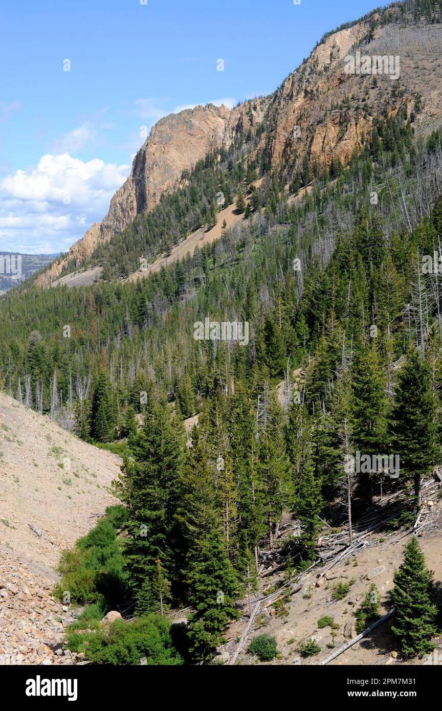 Lodgepole pine (Pinus contorta) is an evergreen tree native to western