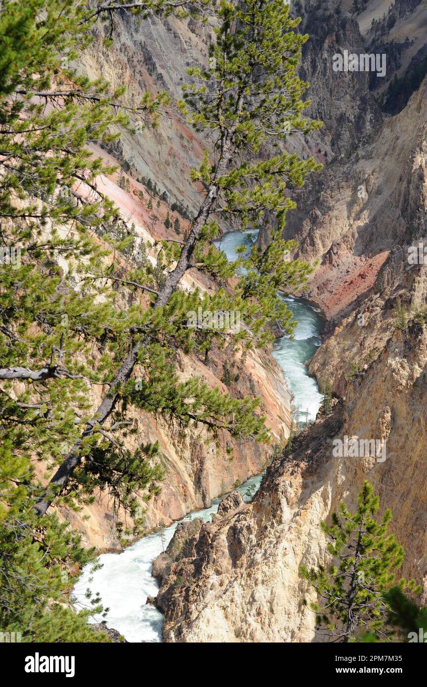 Lodgepole pine (Pinus contorta) is an evergreen tree native to western