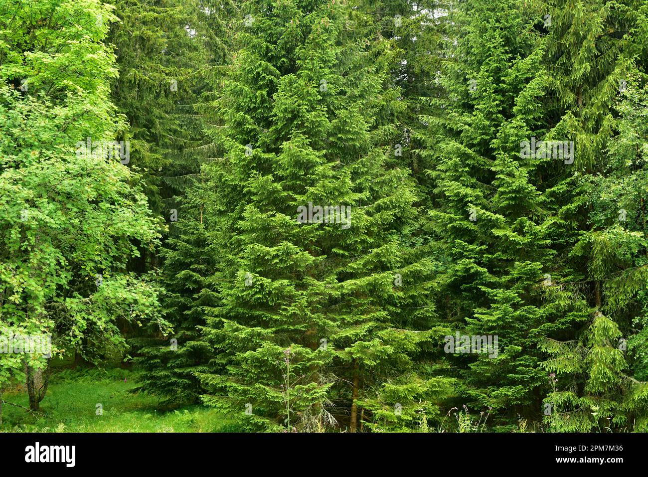 Picea hi-res stock photography and images - Page 2 - Alamy