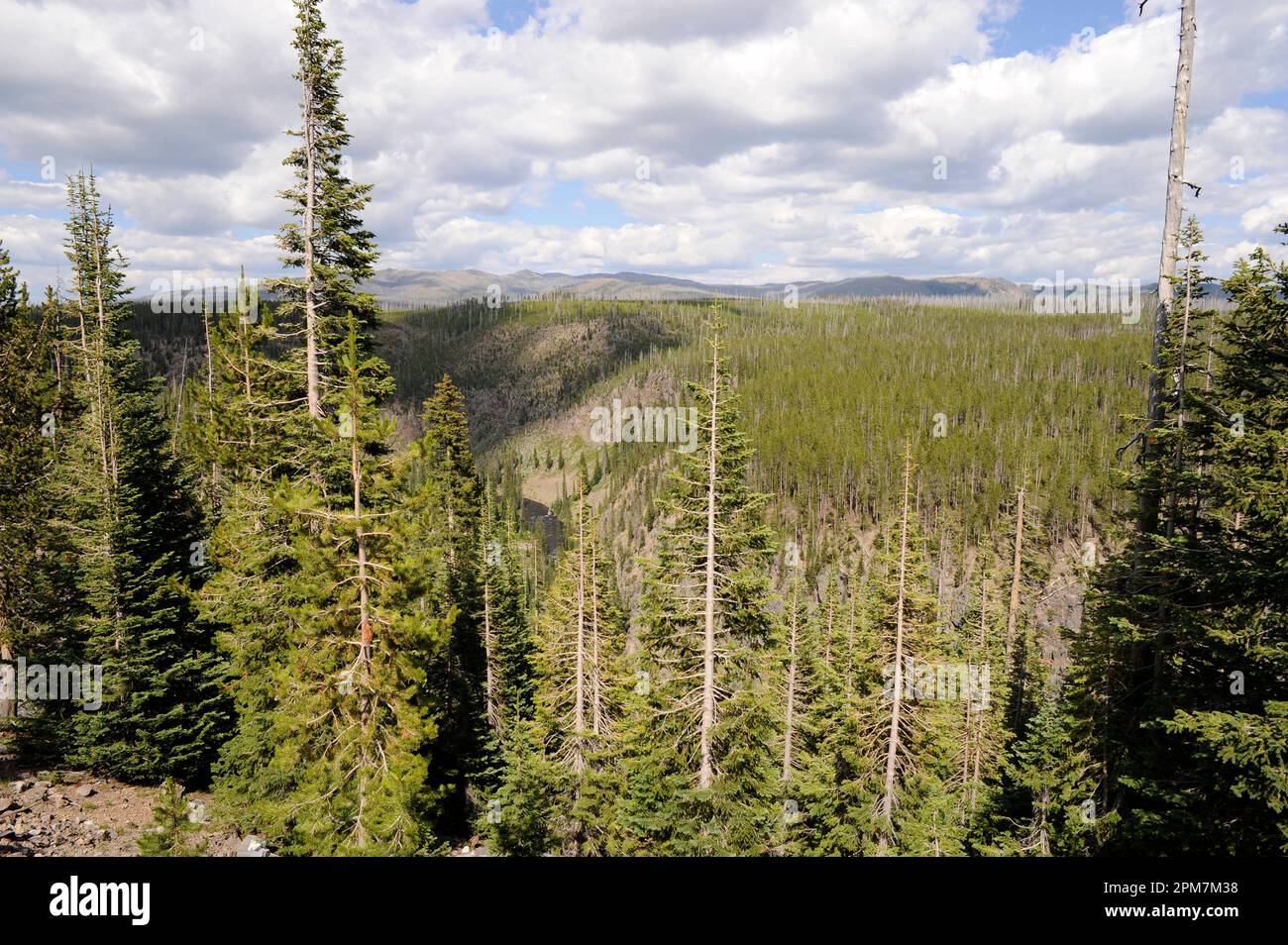 Lodgepole pine (Pinus contorta) is an evergreen tree native to western