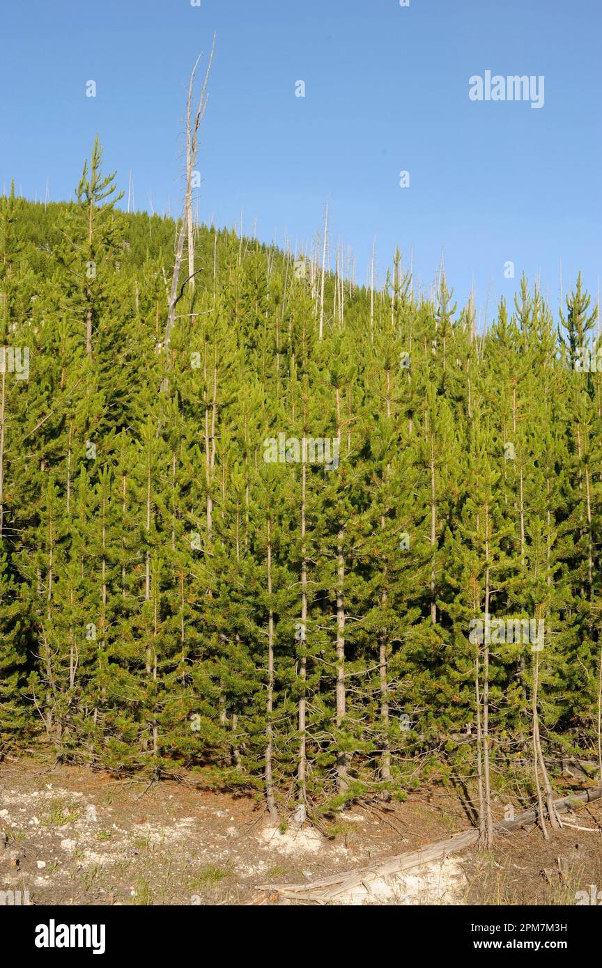 Lodgepole pine (Pinus contorta) is an evergreen tree native to western