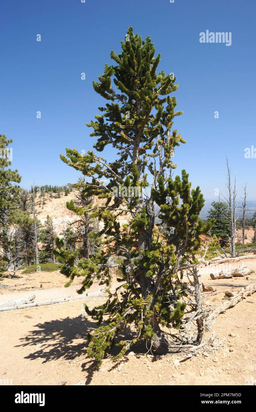 Great Basin bristlecone pine (Pinus longaeva) is an evergreen tree