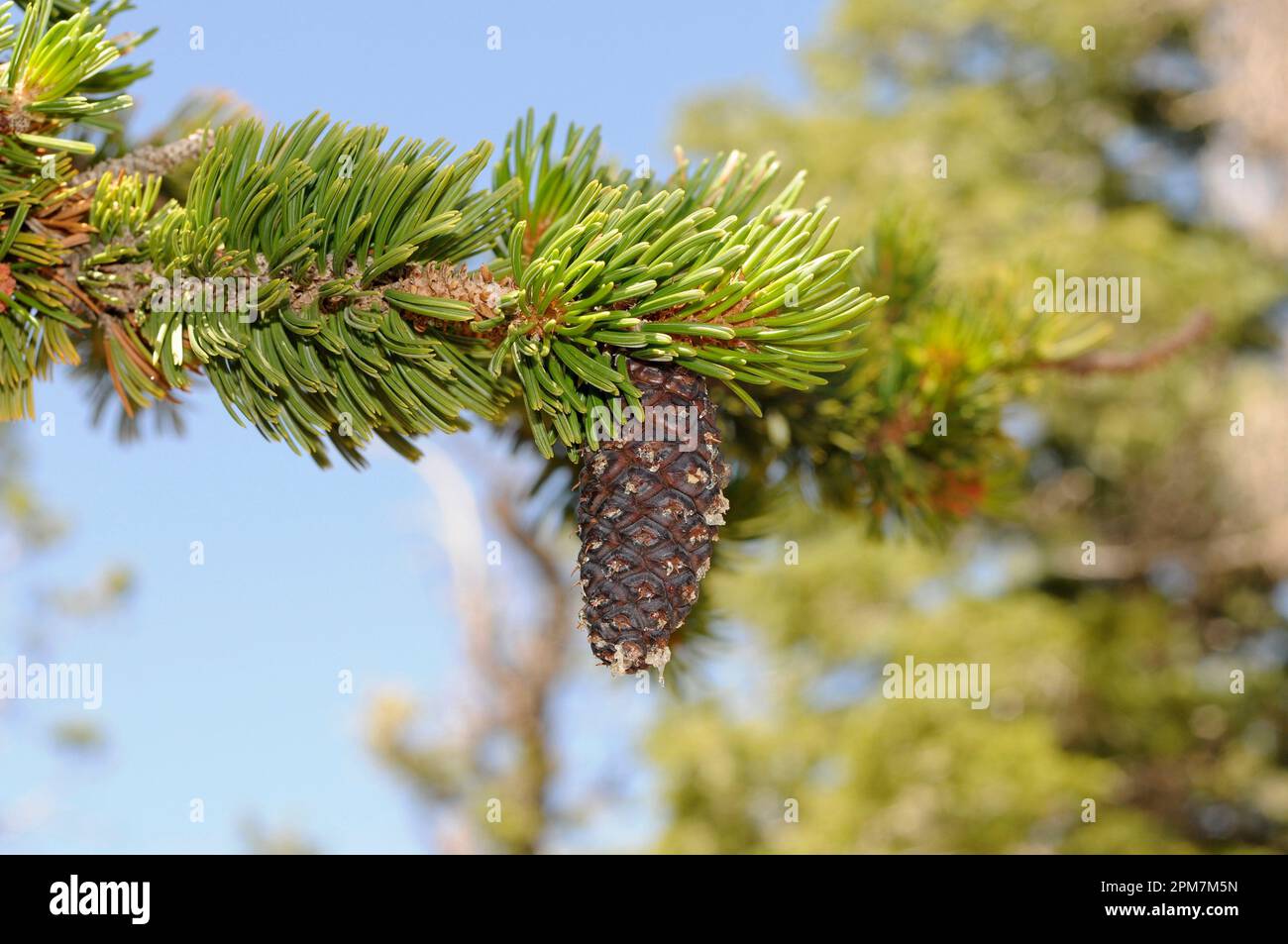 Great Basin bristlecone pine (Pinus longaeva) is an evergreen tree which is caracterized by its great longevity. Cone with resin and leaves detail. Stock Photo