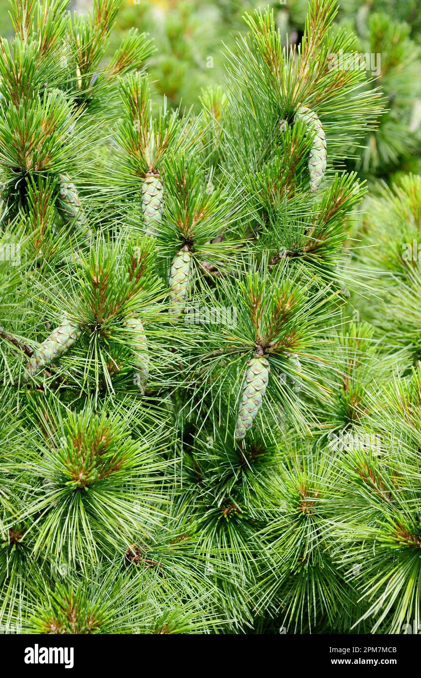 Himalayan pine (Pinus wallichiana) is an evergreen tree native to Himalaya mountains. Cones and leaves detail. Stock Photo