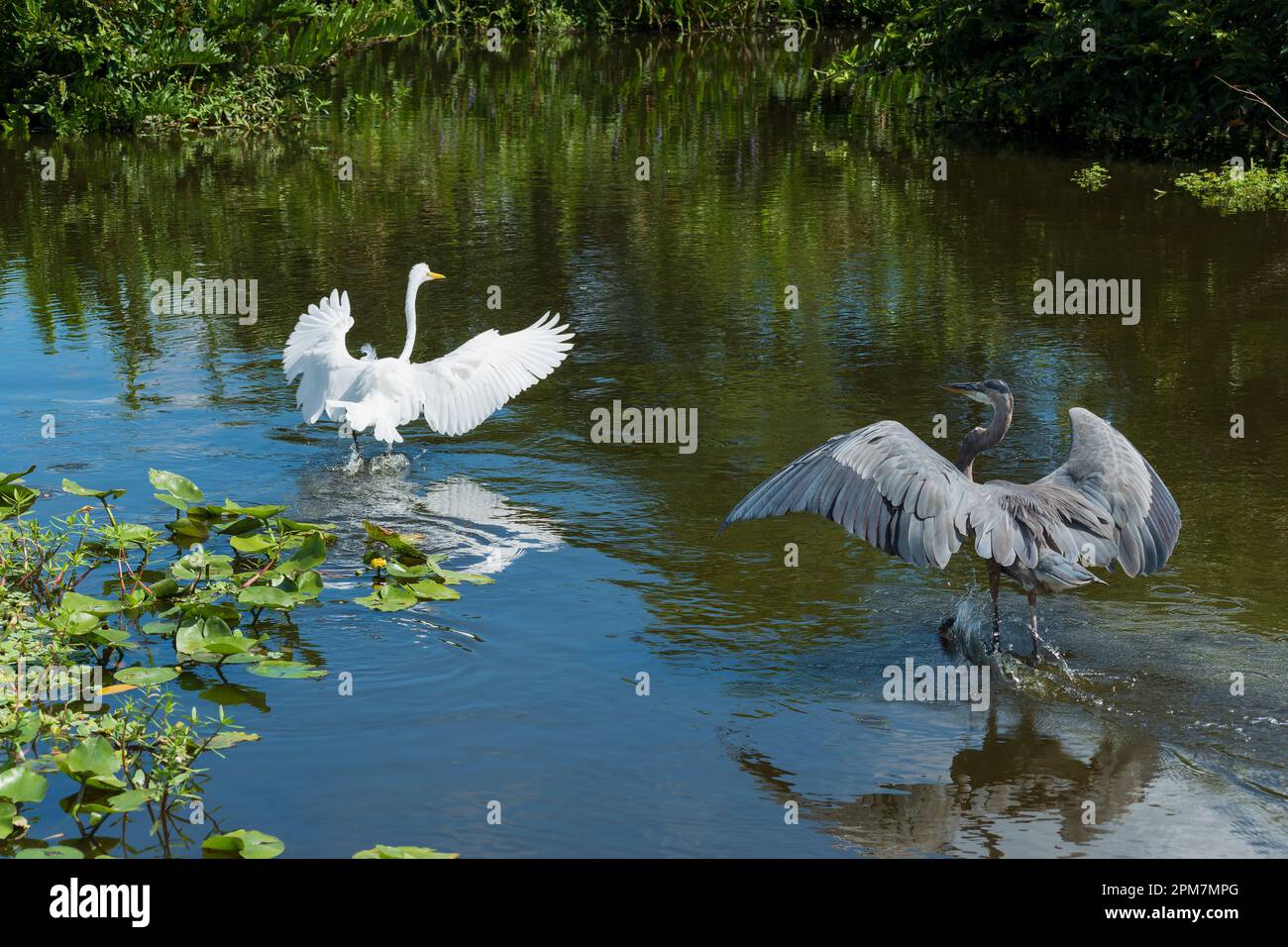 The two herons flap their wings in shallow water Stock Photo Alamy