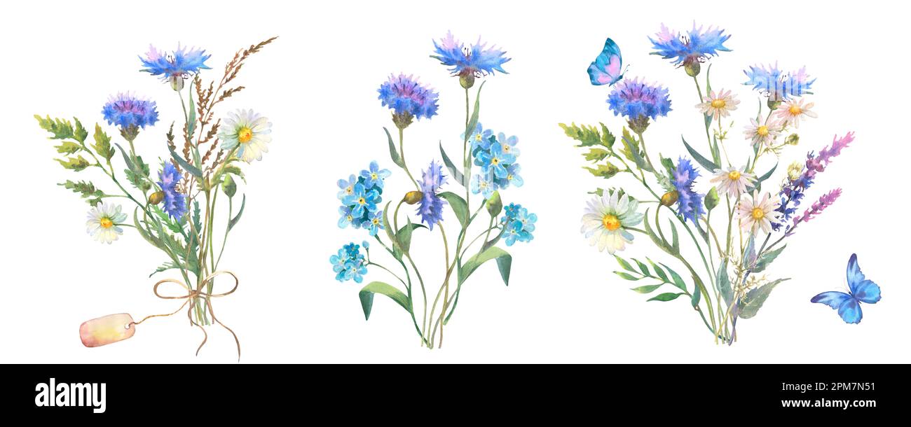 Set of fied flowers bouquet. Watercolor botanical illustration, wild flowers bouquet with blue Cornflower herb and chamomile and with butterflies Stock Photo