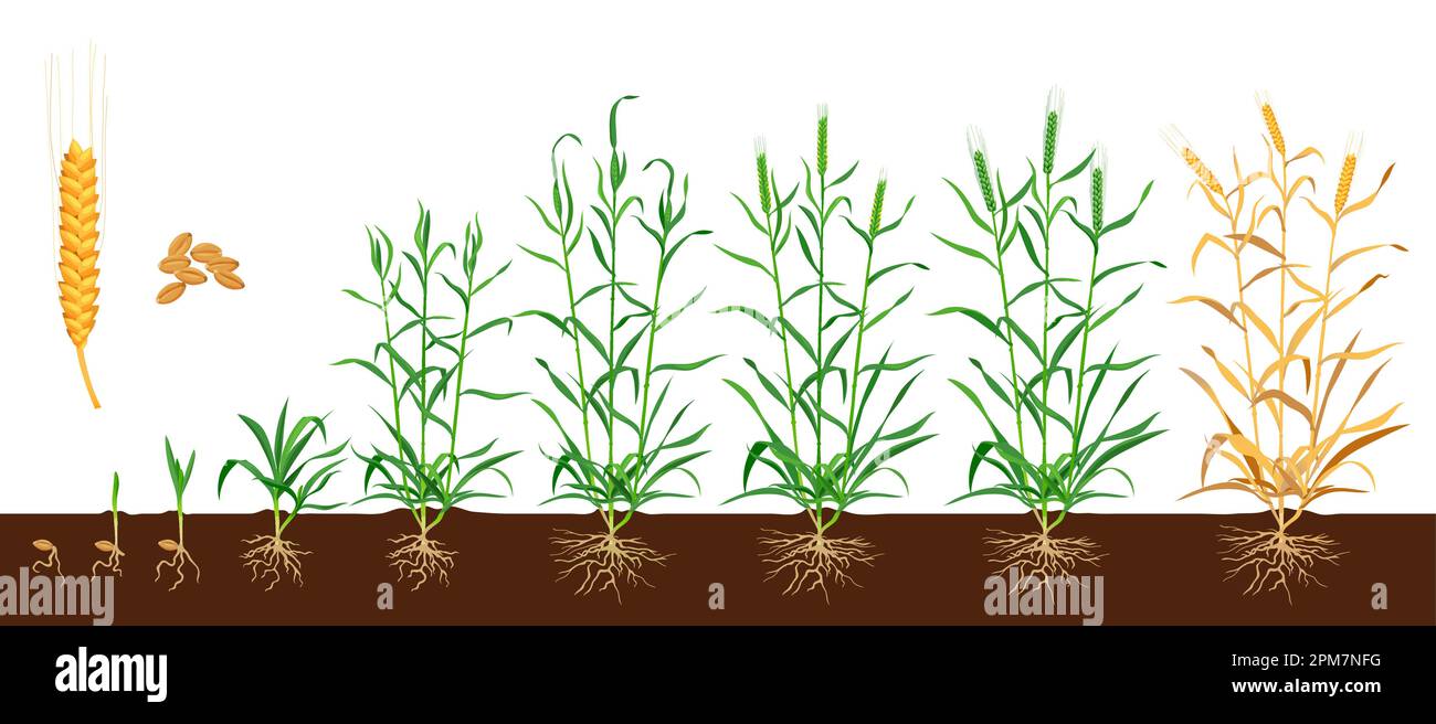 Wheat growth stages. Seed development cycle, agriculture product or farm plant germination phase or sprout cultivation process vector scheme. Wheat or Stock Vector