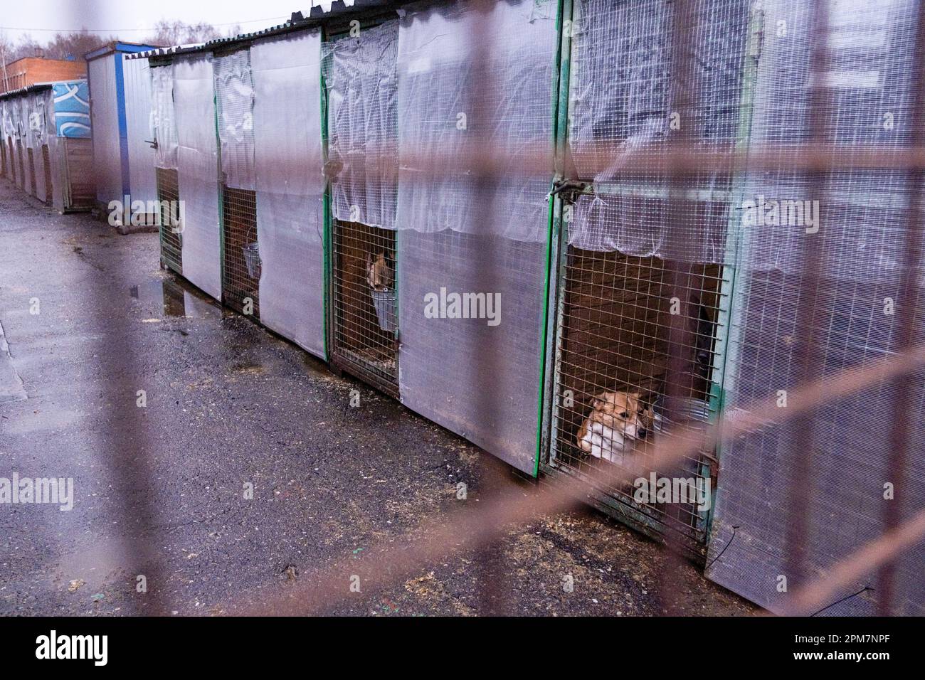 Kennel for animals a dog shelter Homeless dogs in cages animal