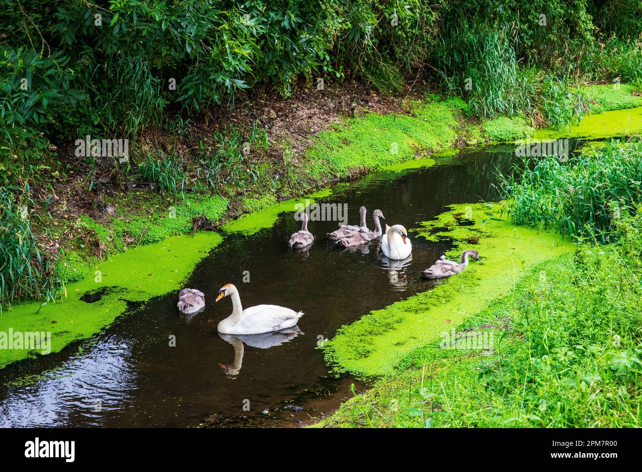 swan family Stock Photo