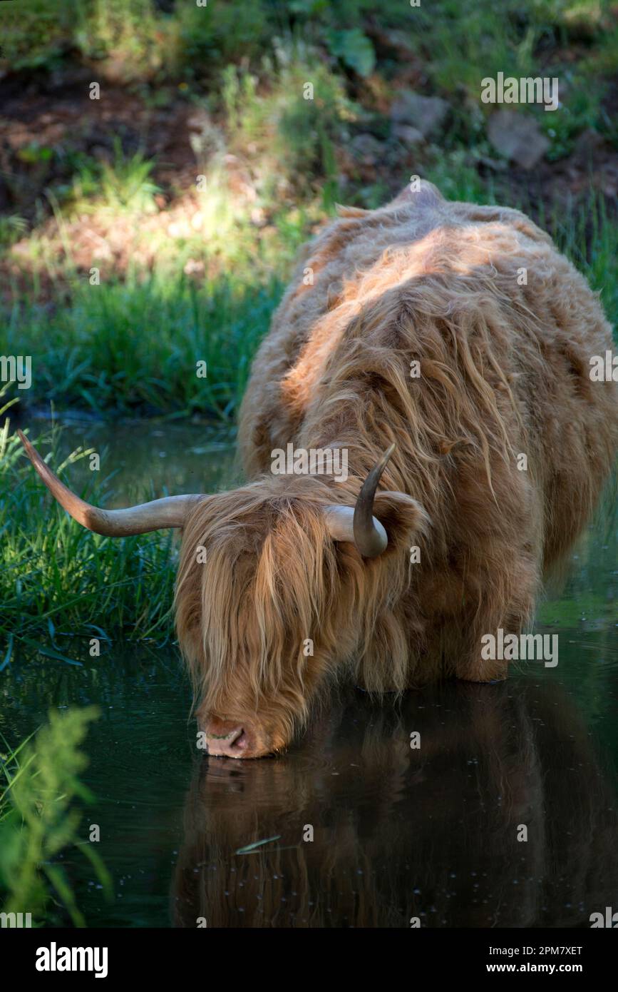 Highland Cow, Bos taurus, drinking in pond, Glengorm Castle estate, near Tobermory, Isle of Mull, Scotland, United Kingdom Stock Photo