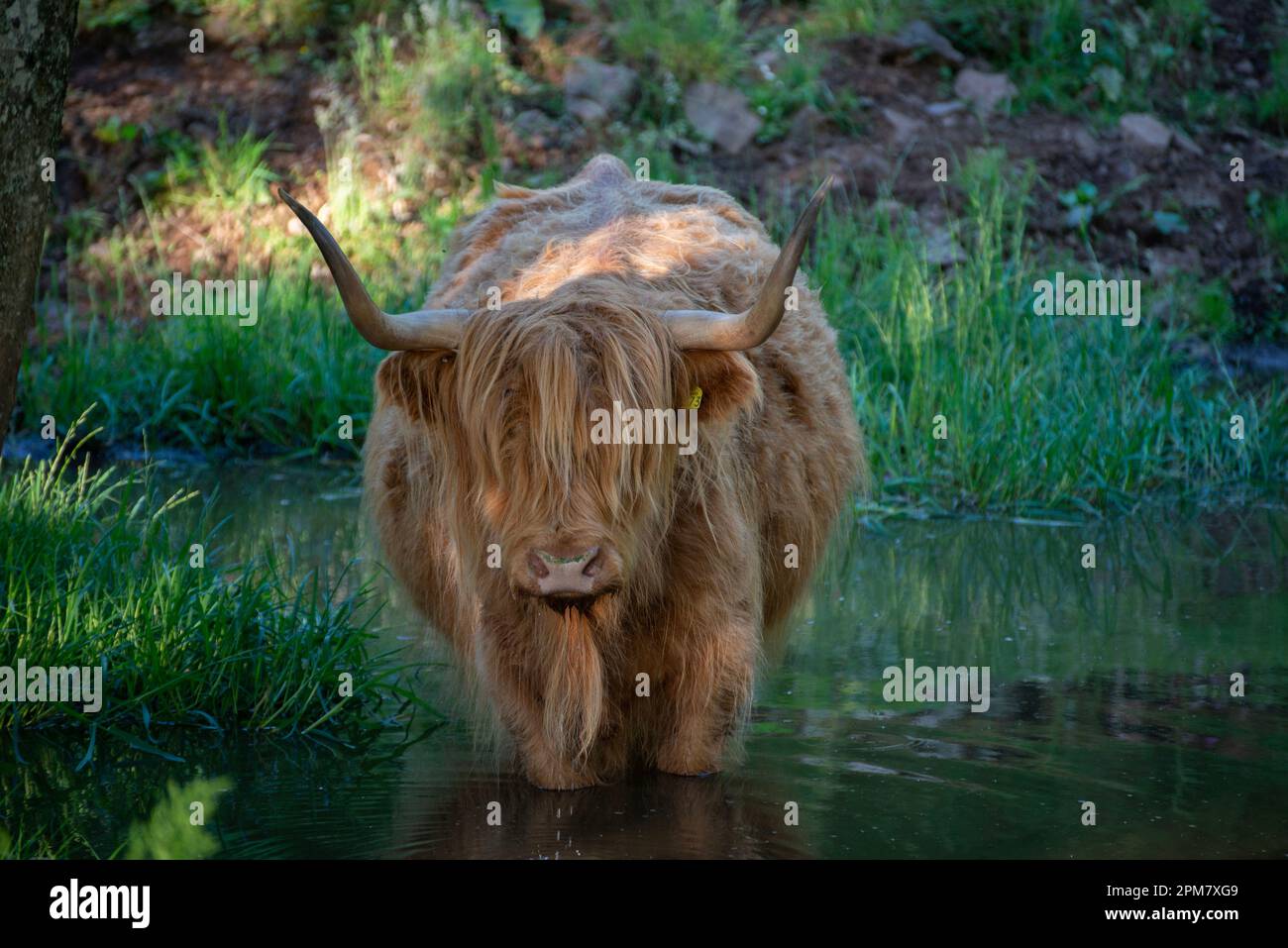 Highland Cow, Bos taurus, in pond, Glengorm Castle estate, near Tobermory, Isle of Mull, Scotland, United Kingdom Stock Photo