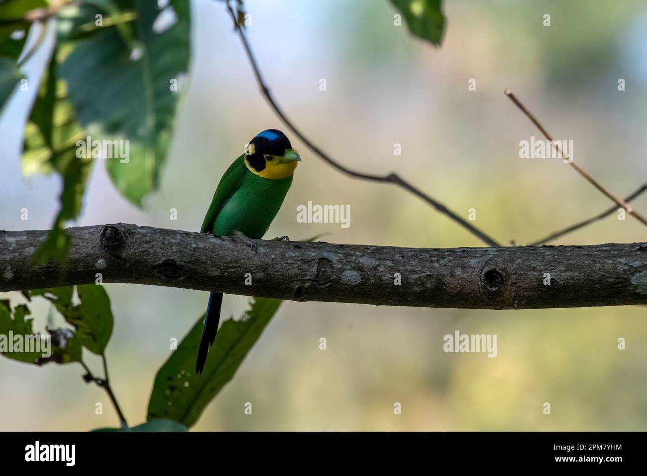 Long-tailed broadbill (Psarisomus dalhousiae) observed in Rongtong in ...