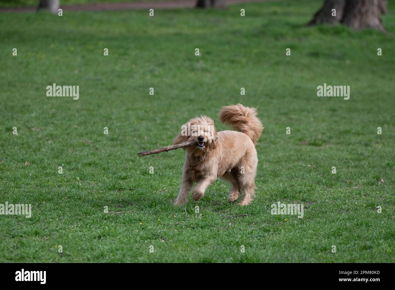 Mini Goldendoodle, bites in stick, considered suitable dog for allergy sufferers, cross between Golden Retriever and Poodle. Stock Photo