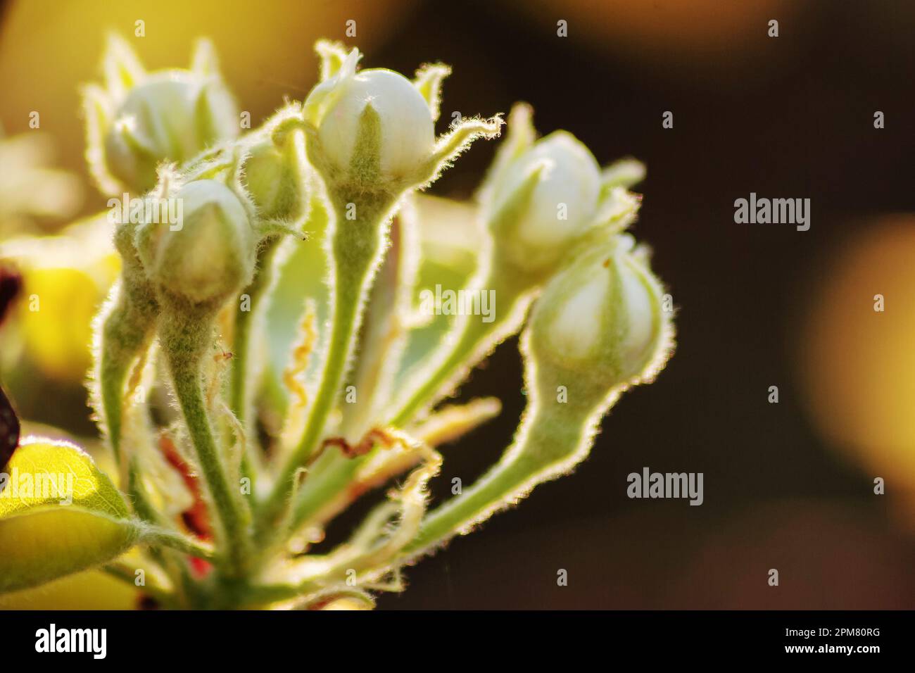 pink apple blossom closeup. spring garden background Stock Photo