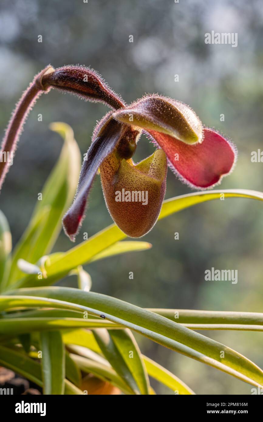 Closeup side view of colorful purple and yellow green flower of lady slipper tropical orchid paphiopedilum hirsutissimum species isolated outdoors Stock Photo