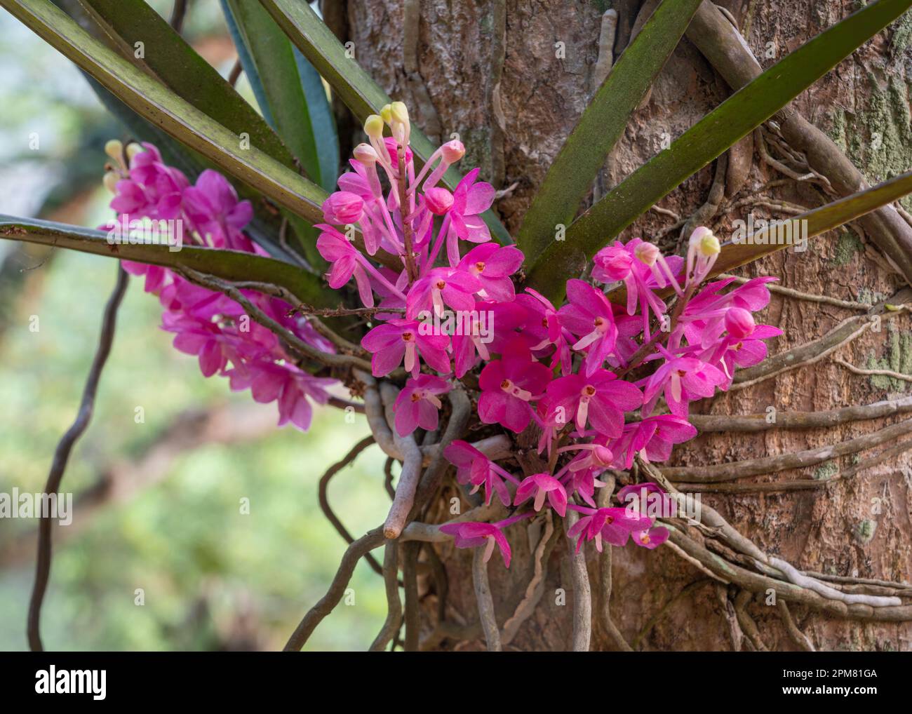 Closeup view of tropical epiphytic orchid species ascocentrum ampullaceum blooming outdoors with bright purple pink flowers on natural background Stock Photo