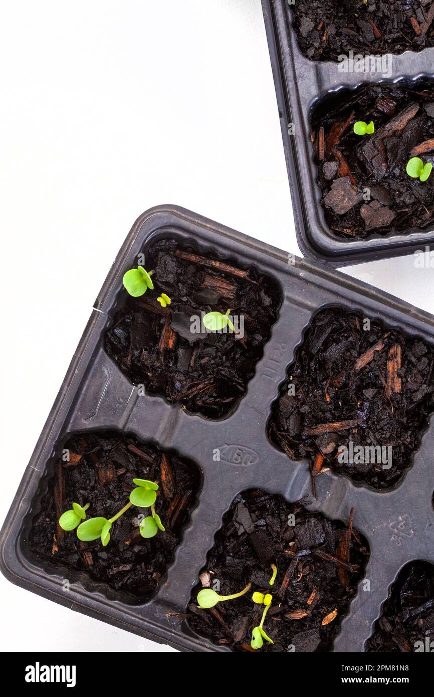 seedling trays with sprouting seeds on white Stock Photo Alamy
