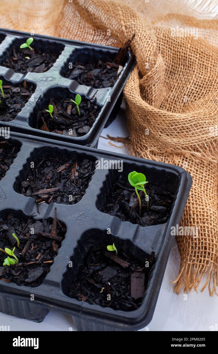 seedling trays with sprouting seeds from above on grey with burlap and copy space Stock Photo