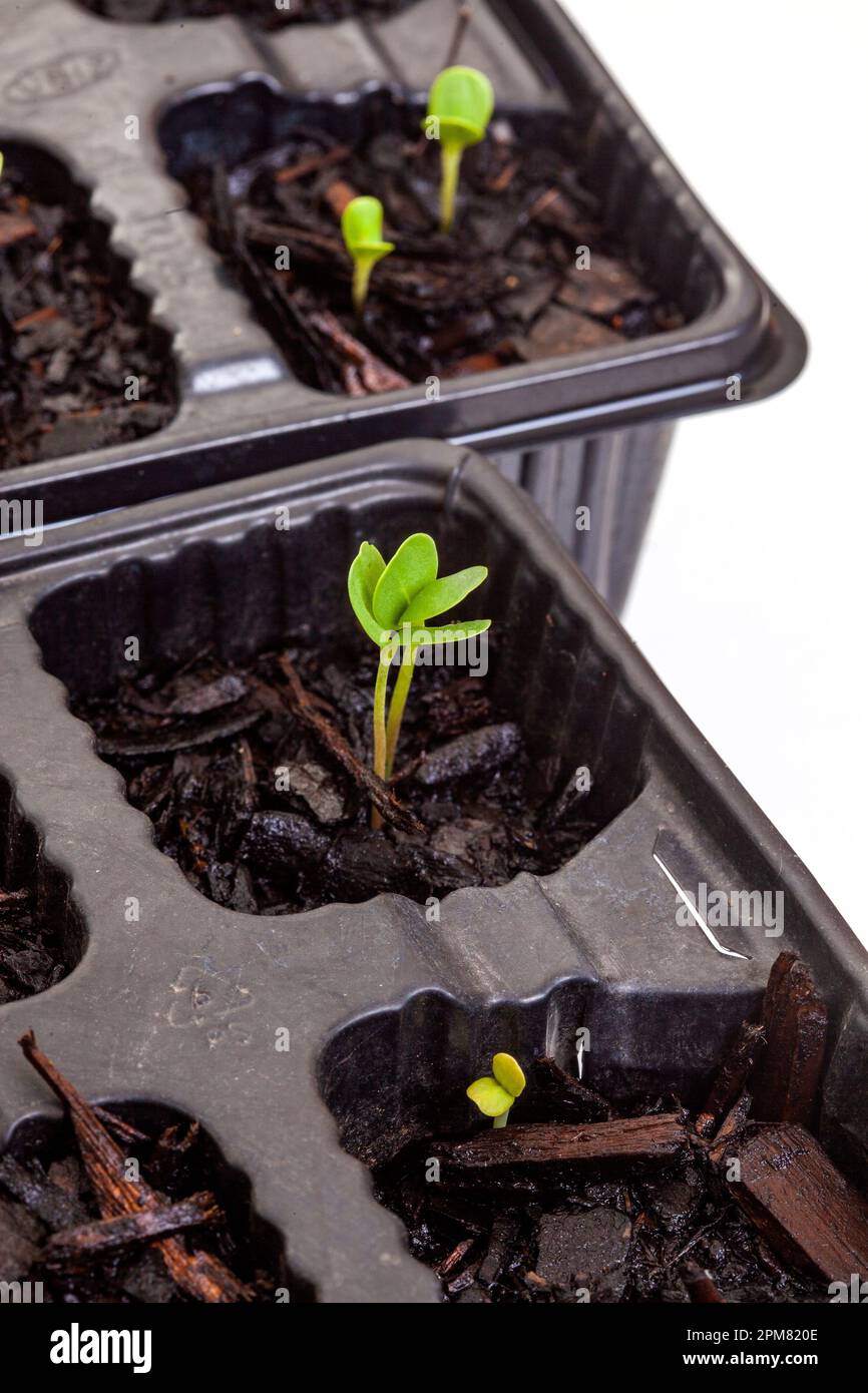 seedling trays with sprouting seeds on white Stock Photo