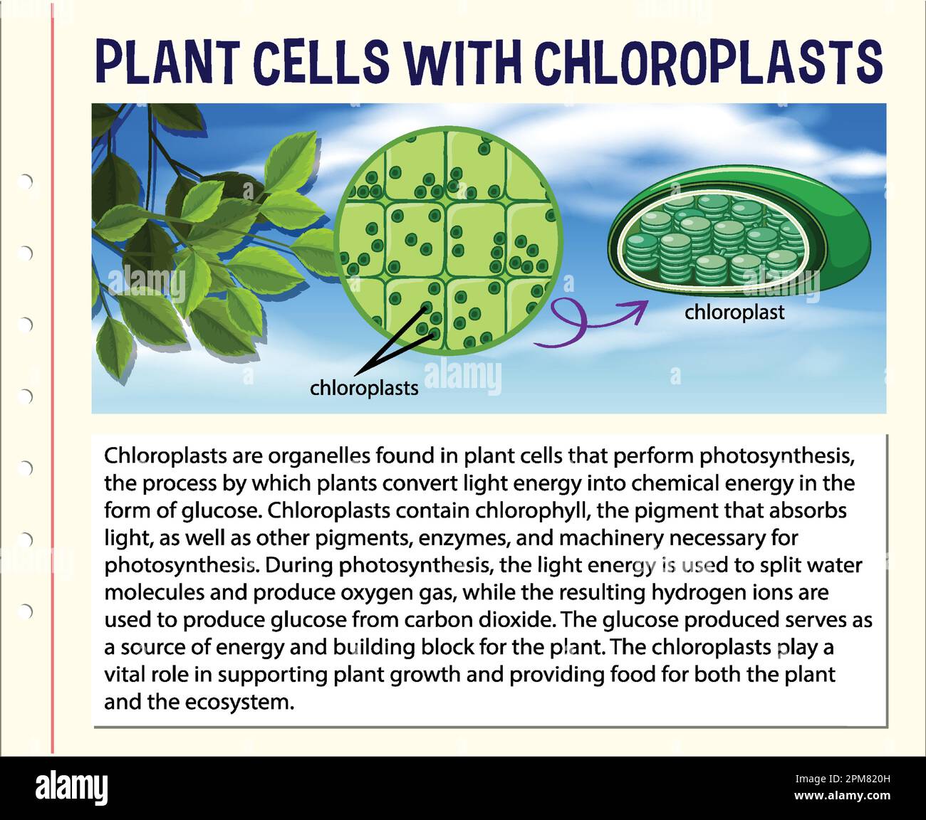 Chloroplast Information for Biology and Life Science Education illustration Stock Vector