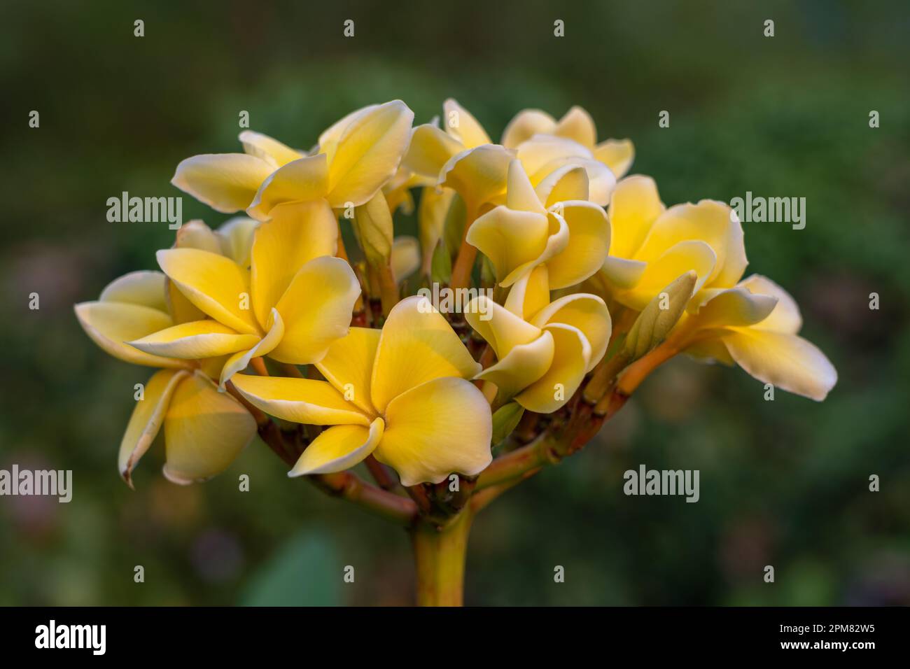 Closeup view of bright yellow color plumeria aka frangipani cluster of flowers outdoors in tropical garden isolated on natural background Stock Photo