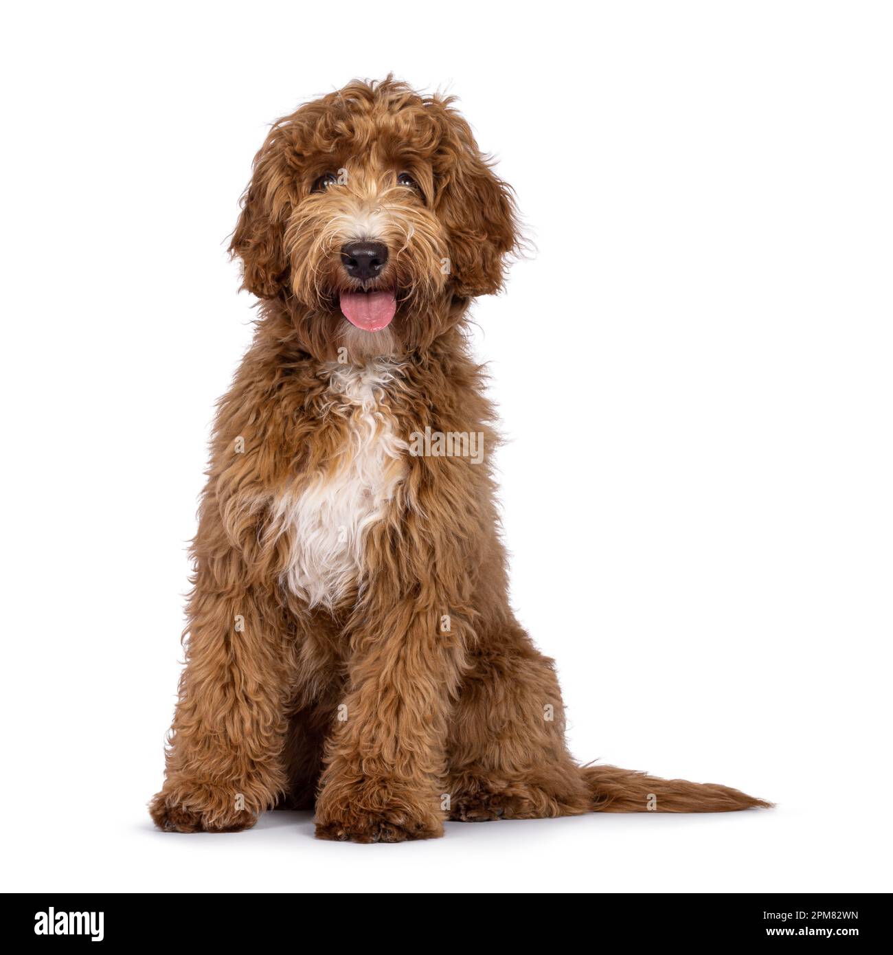 Chocolate and cheap white labradoodle