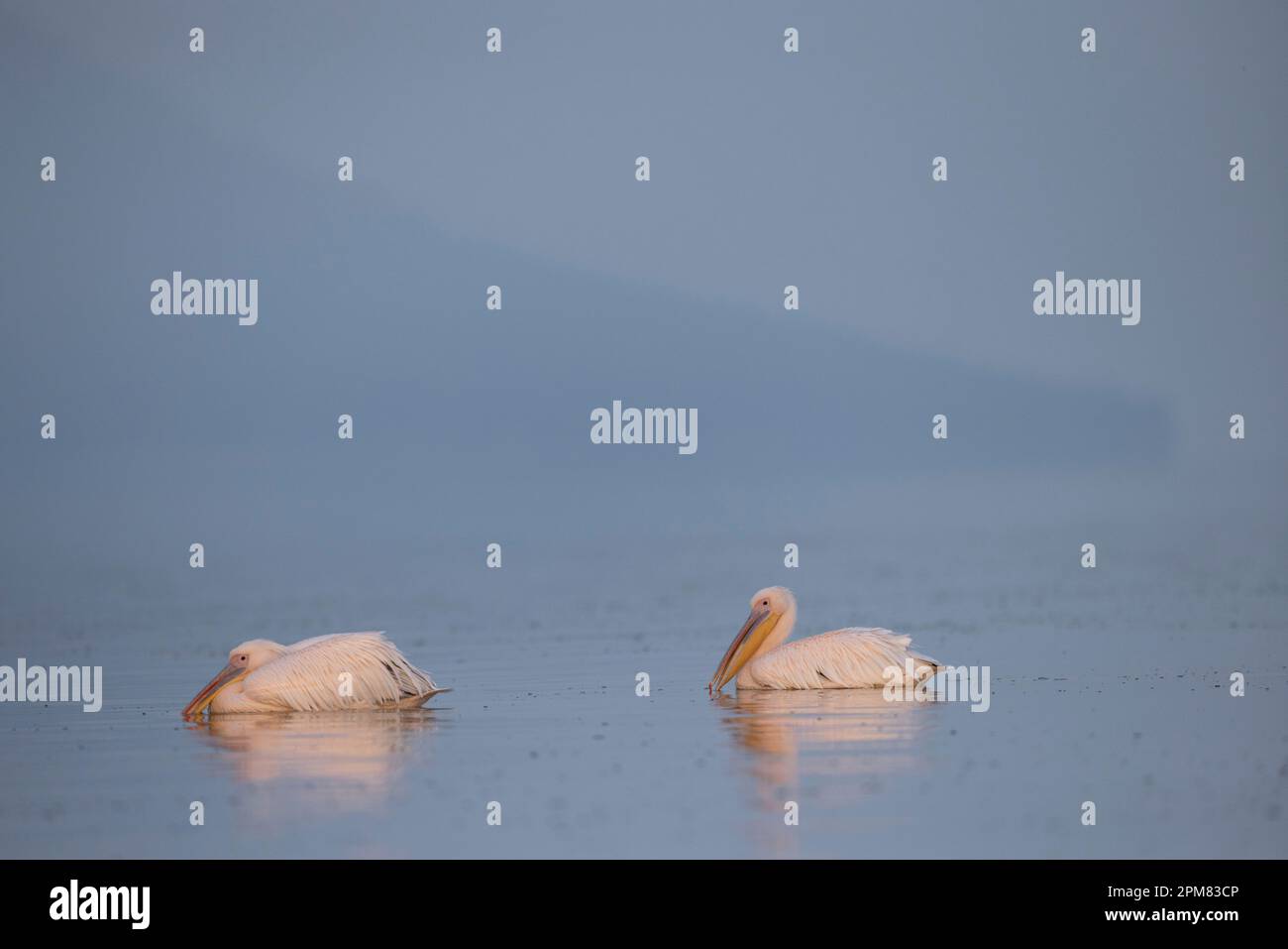 Greece, Macedonia, Kerkini lake, white pelican (Pelecanus onocrotalus) Stock Photo