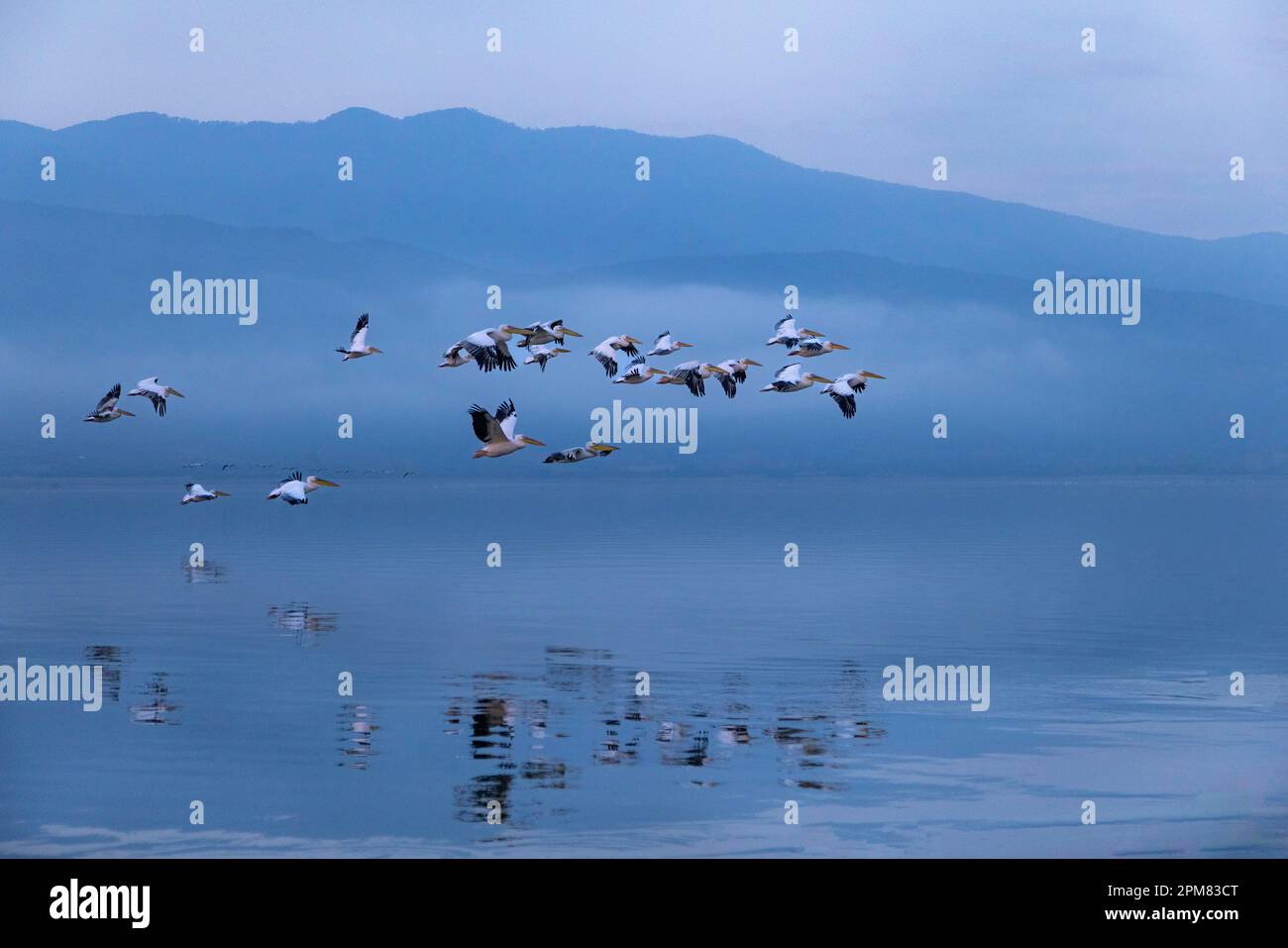 Greece, Macedonia, Kerkini lake, white pelican (Pelecanus onocrotalus) Stock Photo