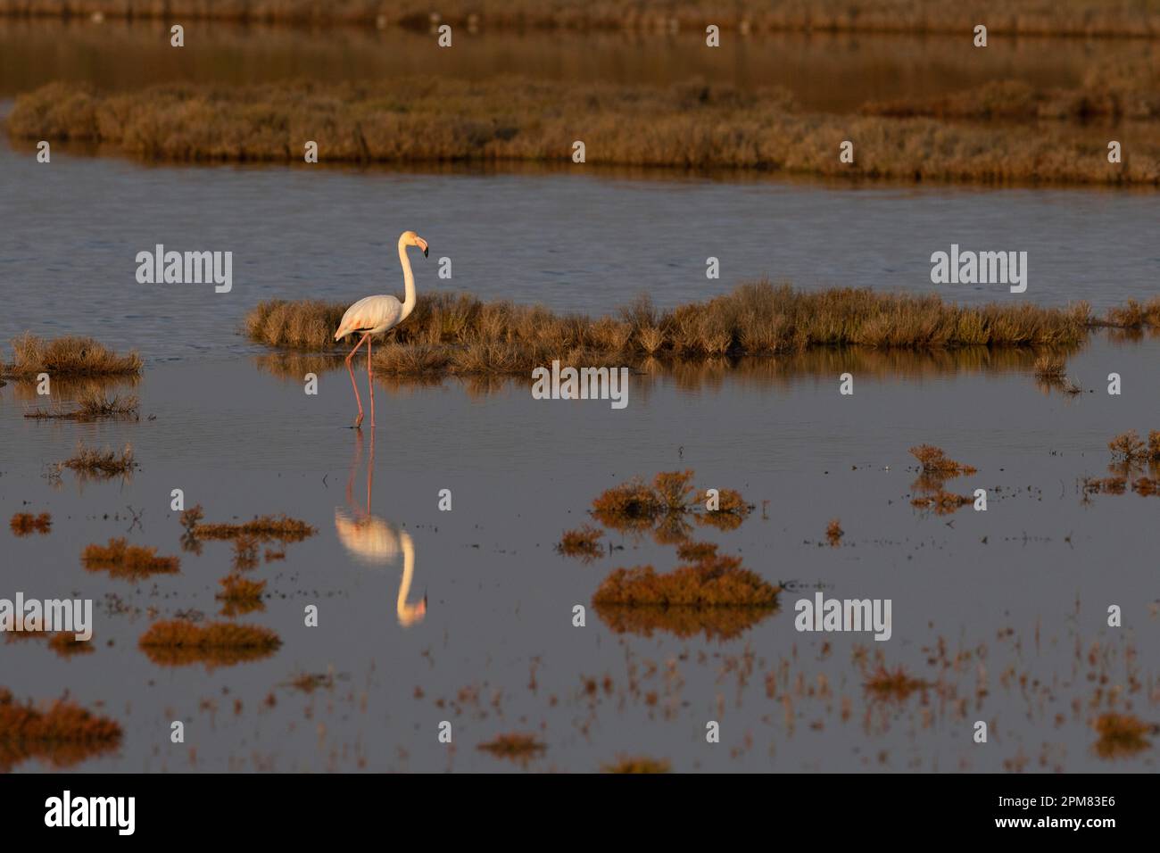 Axios delta national park bird hi-res stock photography and images - Alamy
