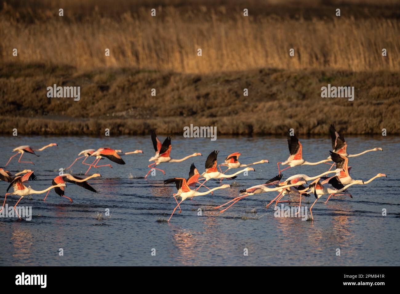 Greece, Macedonia, Thessaloniki, Axios Delta National Park, National ...