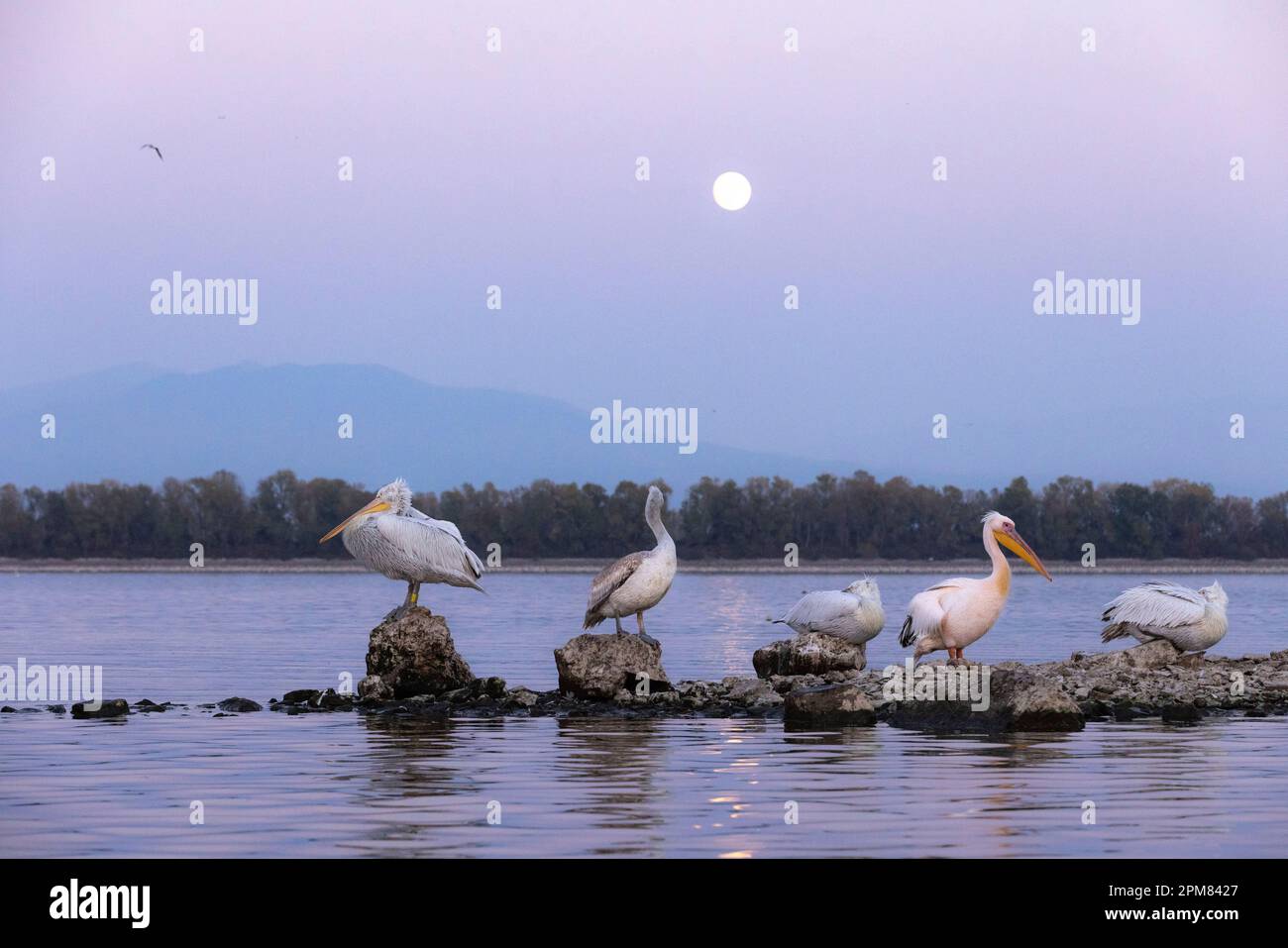 Greece, Macedonia, Lake Kerkini, Dalmatian Pelican (Pelecanus crispus) and white pelican (Pelecanus onocrotalus) Stock Photo