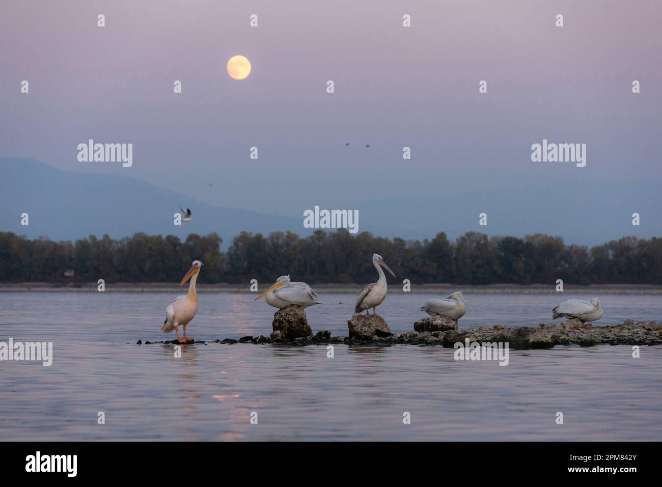Greece, Macedonia, Lake Kerkini, Dalmatian Pelican (Pelecanus crispus) and white pelican (Pelecanus onocrotalus) Stock Photo