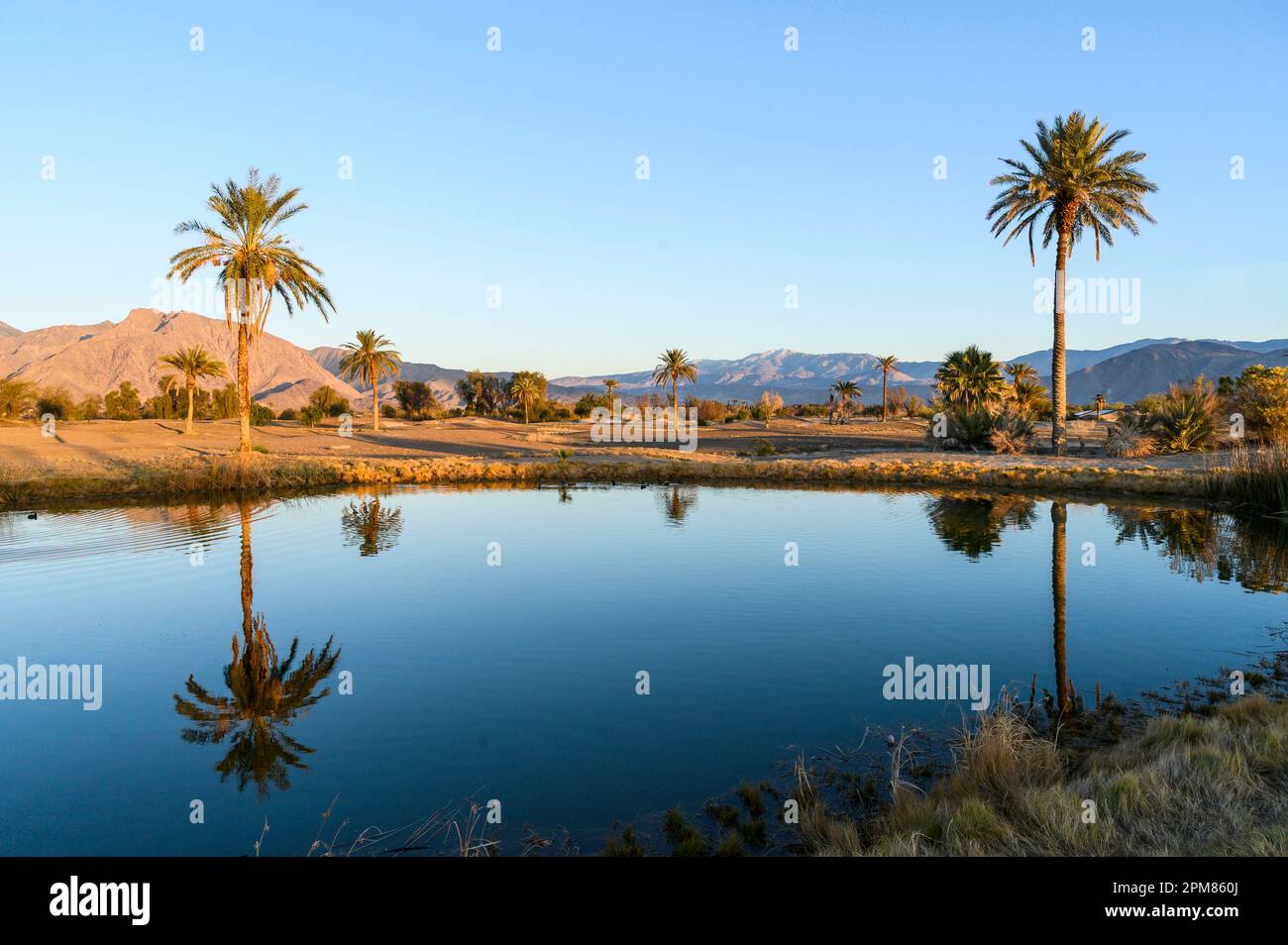 United States, California, Greater Palm Springs region, area of yard
