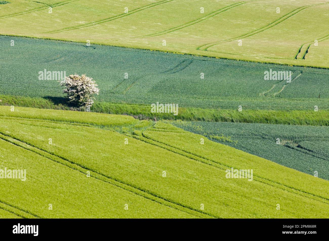 France, Seine Maritime, Pays de Bray, Osmoy-Saint-Valery, typical rural ...