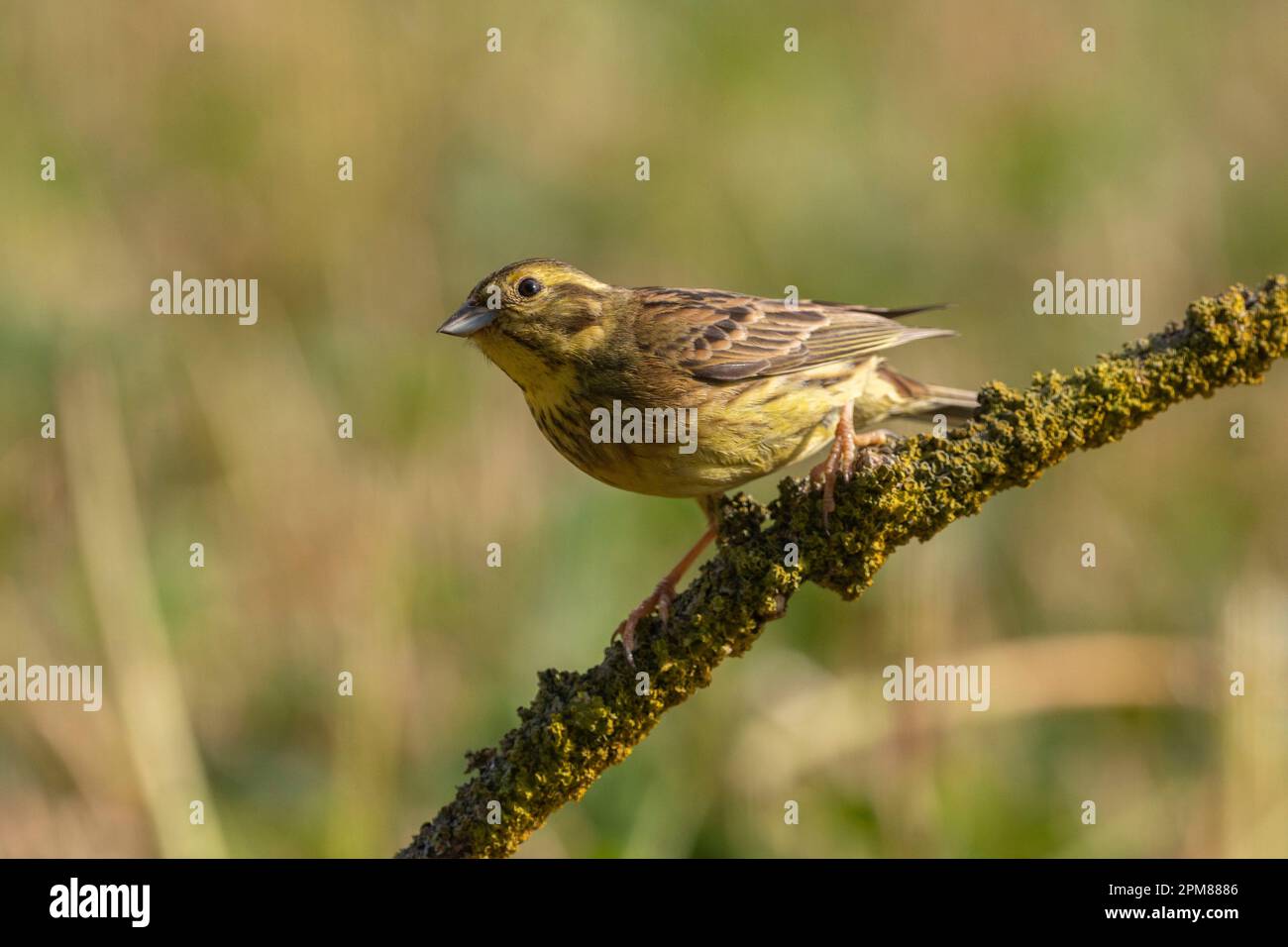 France, Aude, Yellowhammer (Emberiza citrinella), adult female, on a branch Stock Photo