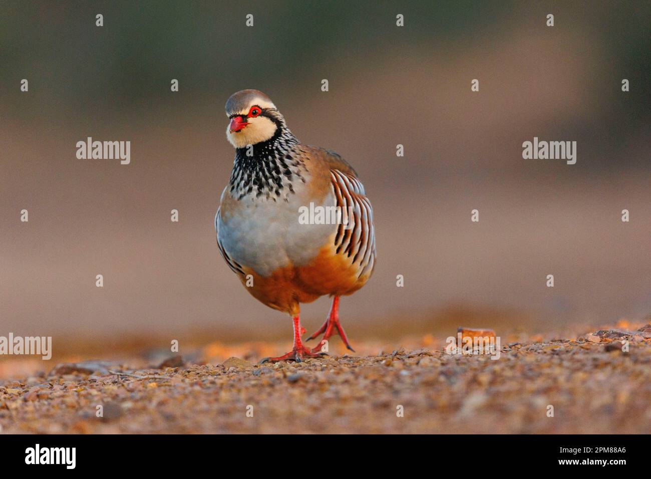 Spain, Castilla, Penalajo, Red Partridge (Alectoris rufa), on the ground Stock Photo