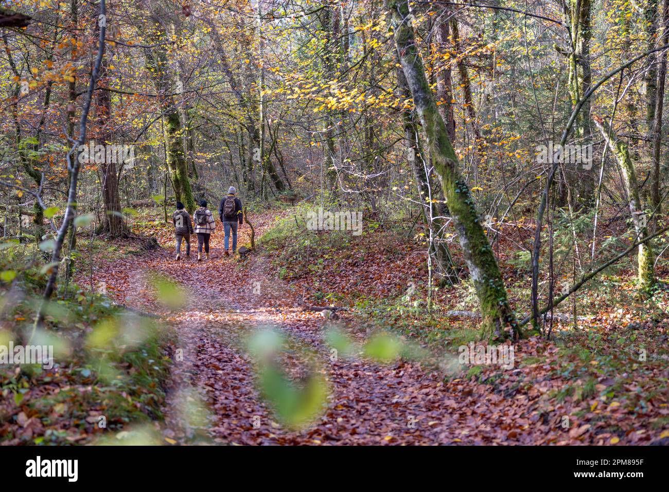 France, Haute-Savoie, Giffre valley, Morillon, 3 friends on a walk in the forest on a path in autumn Stock Photo