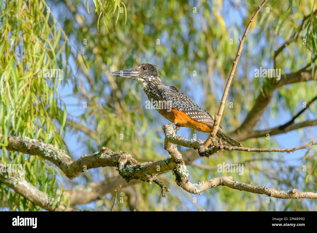 South Africa, Kwazulu Natal, Royal Natal National Park Stock Photo - Alamy