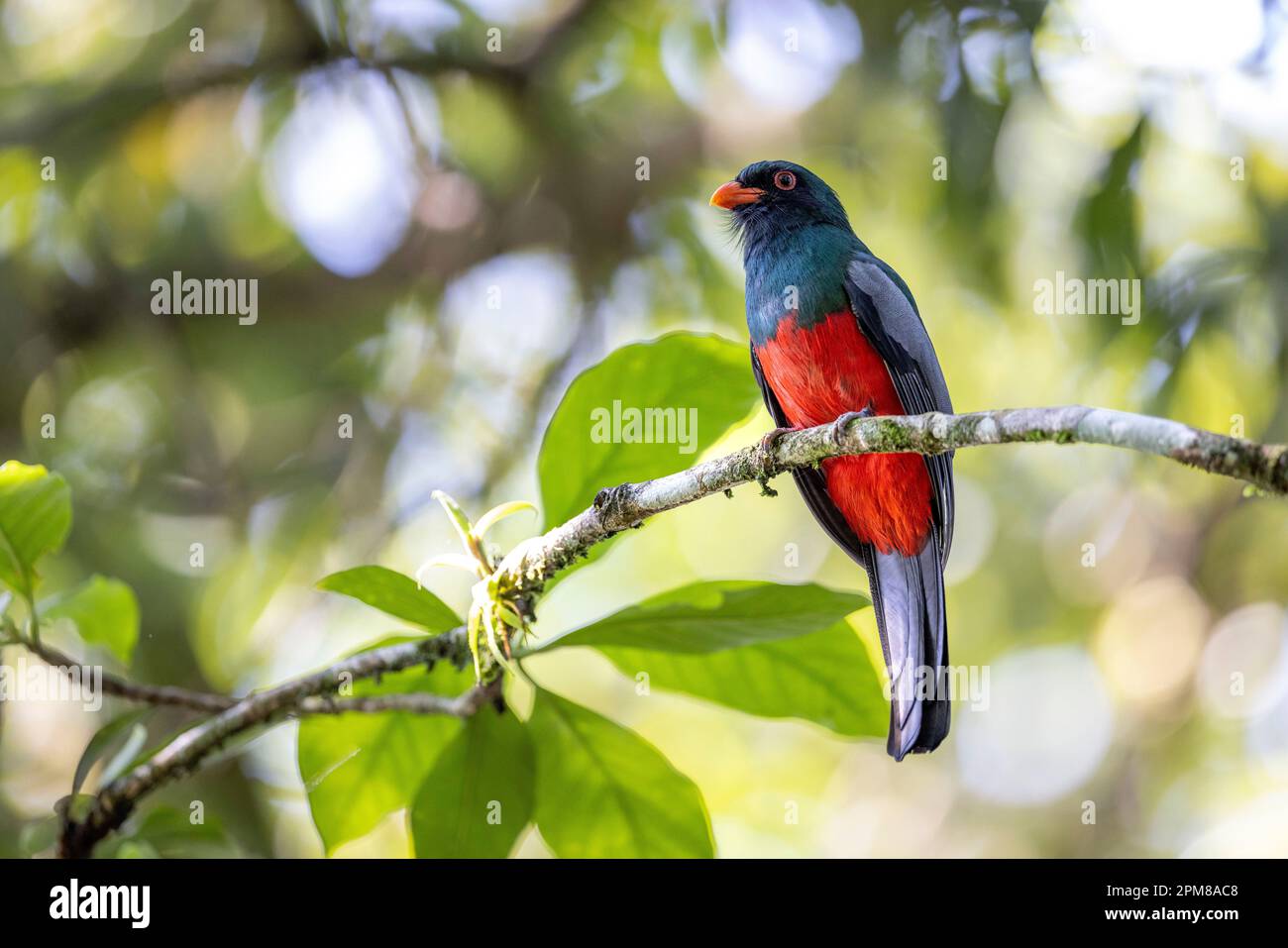 Costa Rica, Limon Province, Tortuguero National Park, Massena Trogon