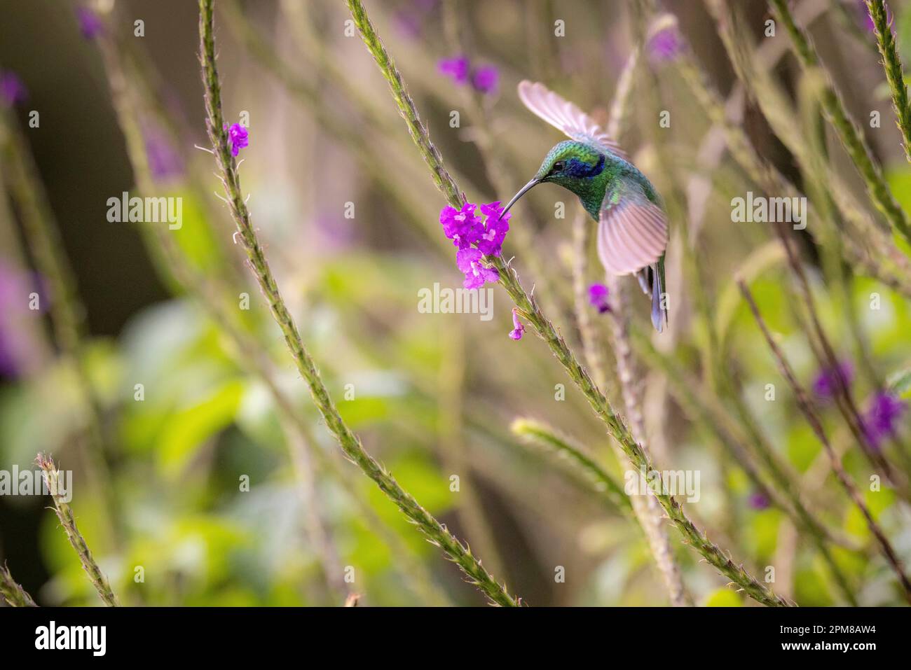 Costa Rica, Puntarenas Province, Monteverde, Santa Elena, Red-shouldered Hummingbird (Eupherusa eximia ) Stock Photo