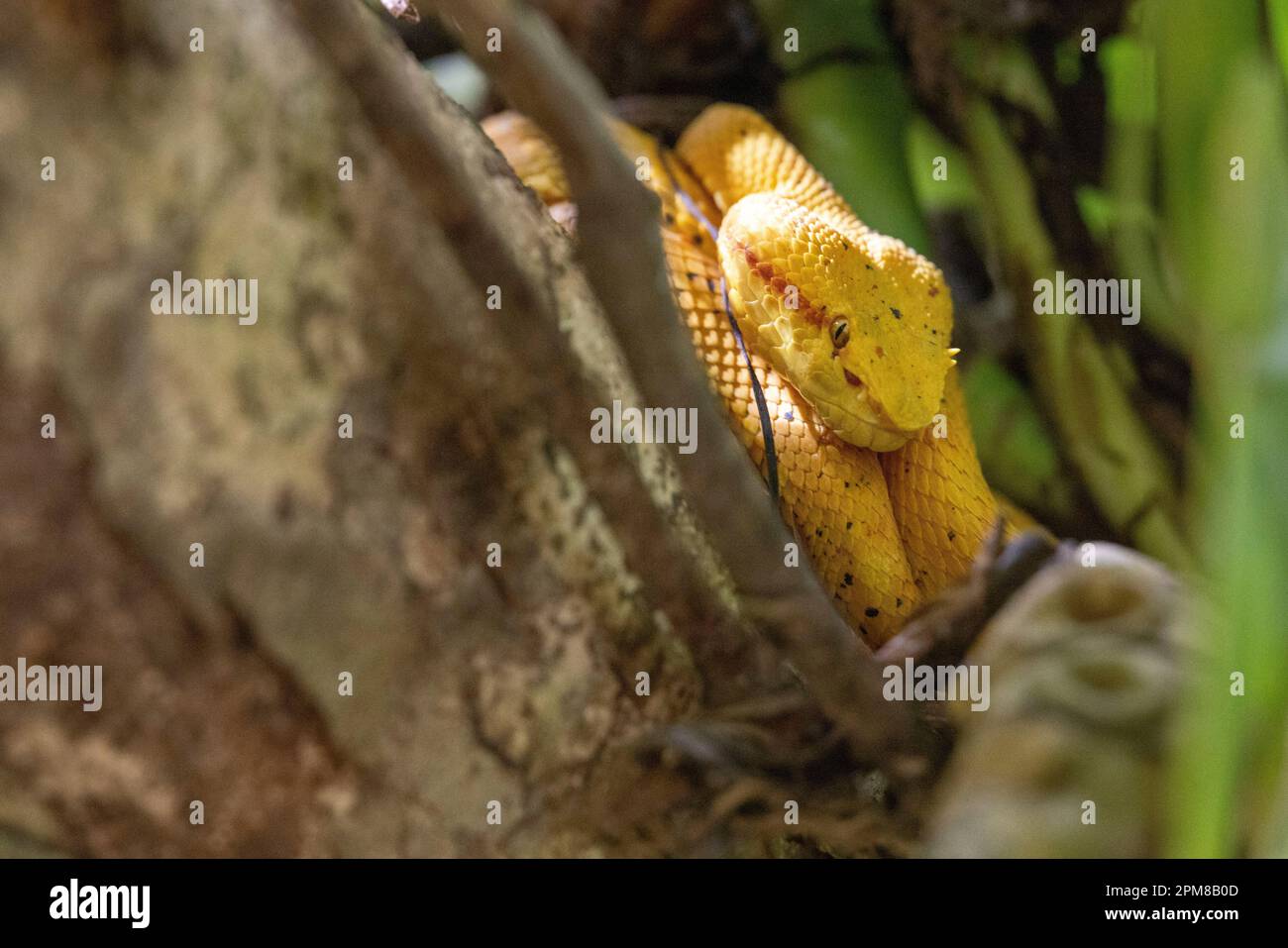 Costa Rica, Limon Province, Cahuita National Park, Schlegel's Viper (Bothriechis schlegelii) Stock Photo