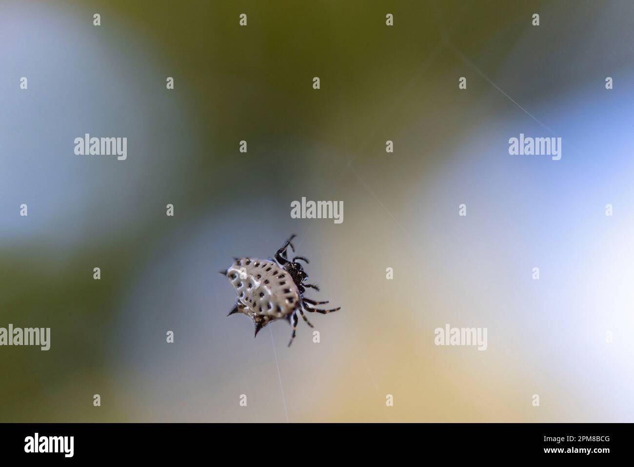 Costa Rica, Limon Province, Tortuguero National Park, Crab Spider