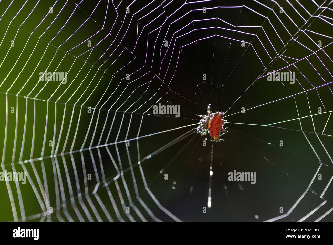 Costa Rica, Limon Province, Tortuguero National Park, Crab Spider