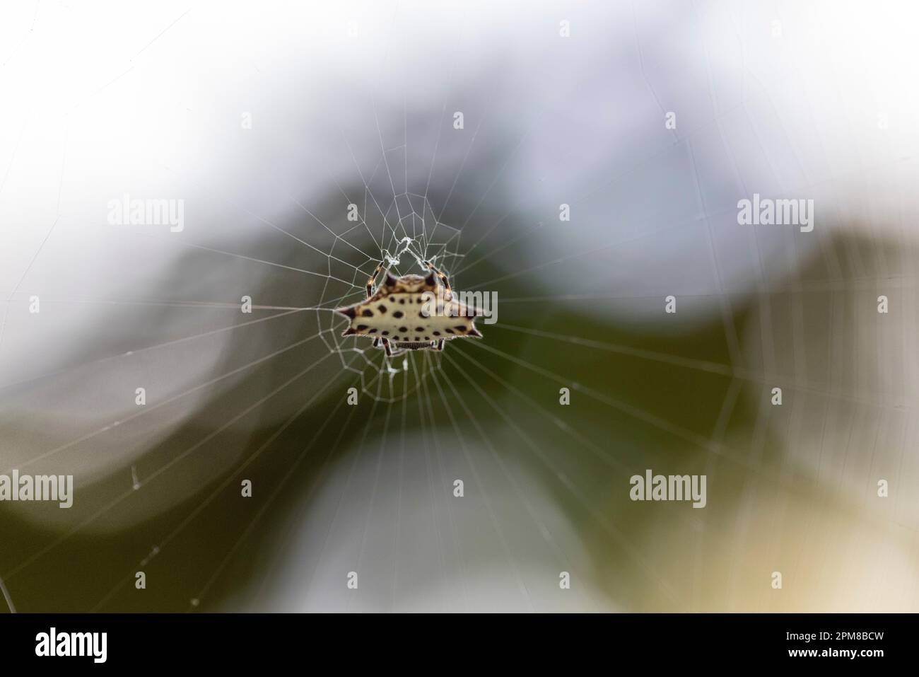 Costa Rica, Limon Province, Tortuguero National Park, Crab Spider