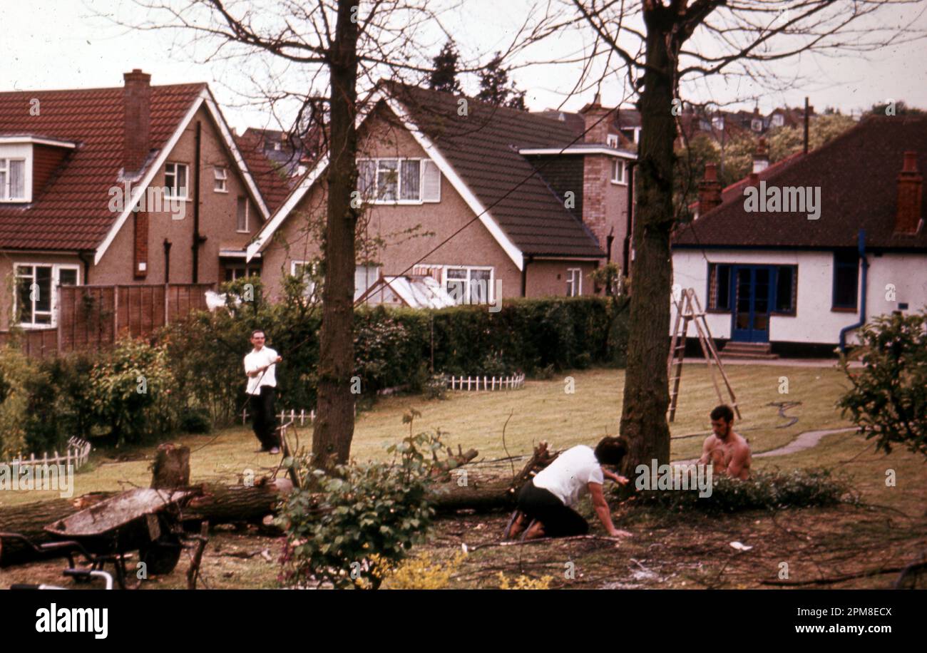 Lopping trees in back garden c1980 Photo by The Henshaw Archive Stock ...
