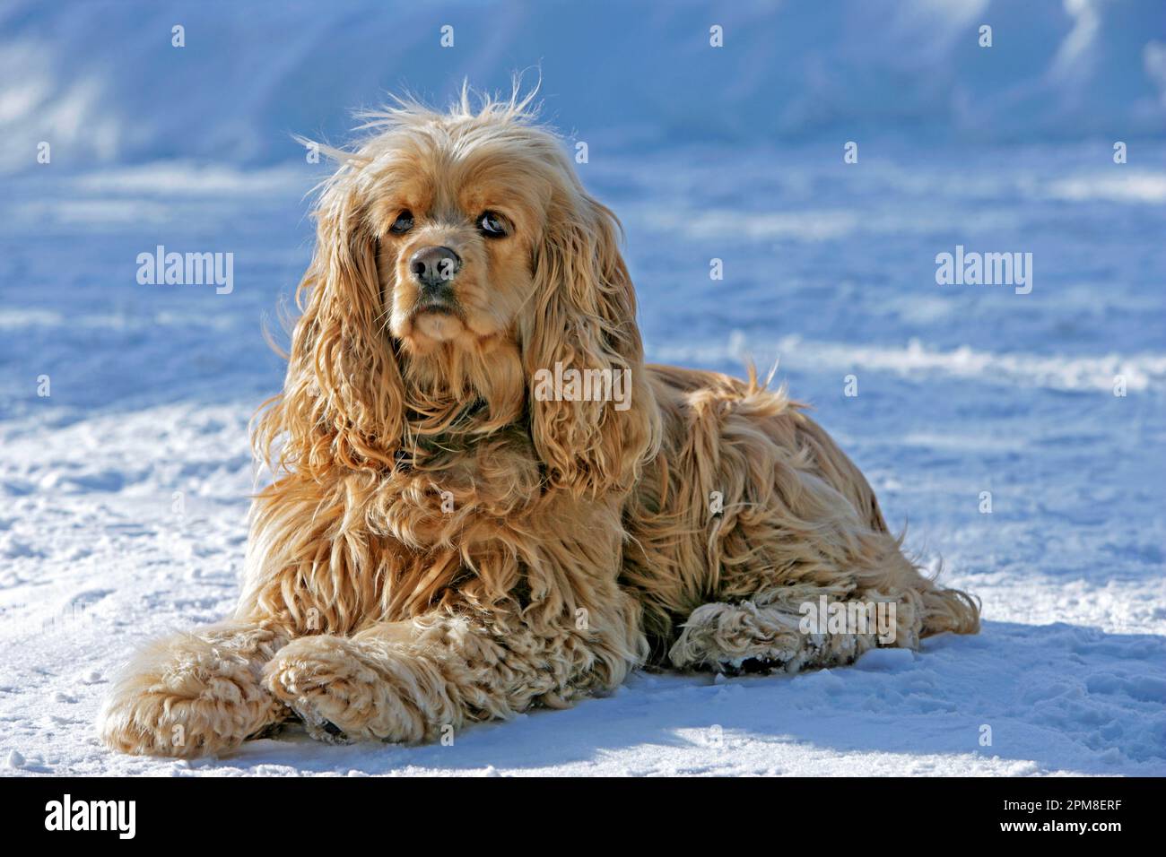 Cocker Spaniel Dog, purebred lying in snow in yard on sunny winter day, portrait. Stock Photo