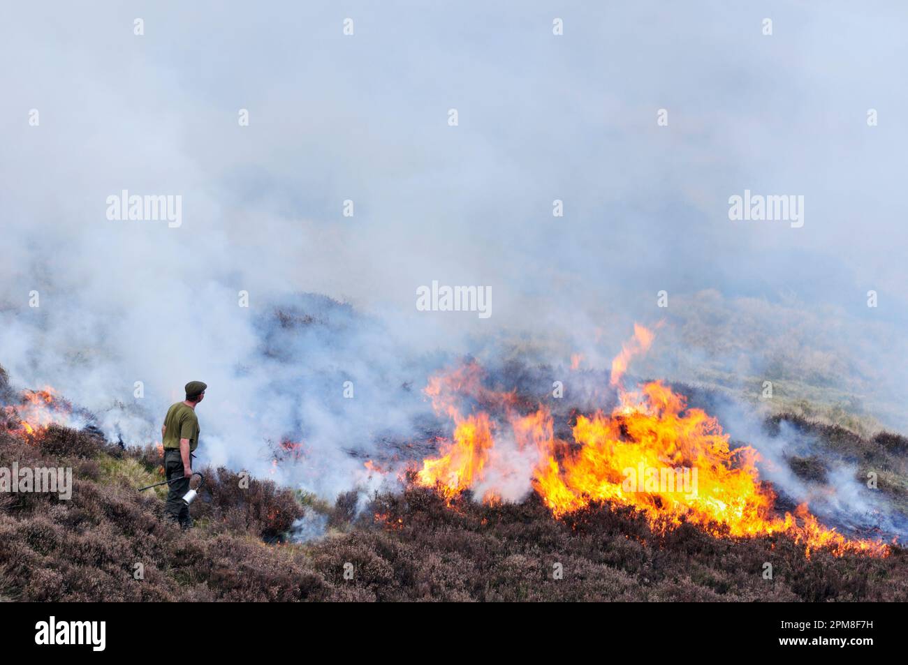 Muir burning - controlled burning of heather in spring, Lammermuir Hills, East Lothian, Scotland, April 2009 Stock Photo