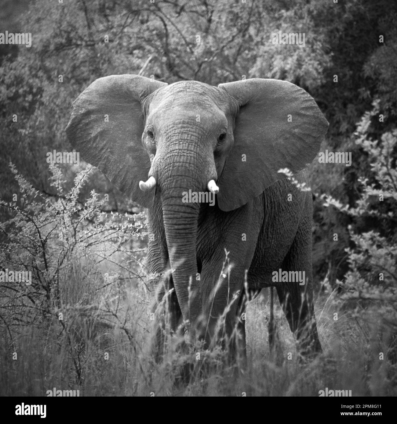 South Africa, Pilanesberg National Park. Elephant amid dry grass. Male