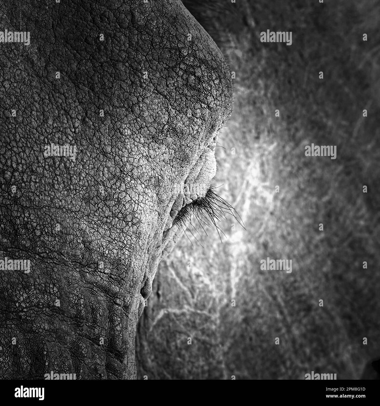 Close up north forest Black and White Stock Photos & Images - Alamy